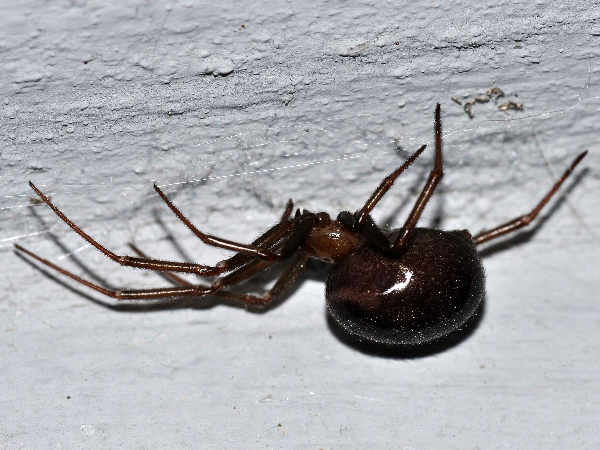 Steatoda grossa